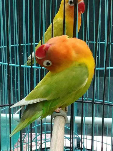Download Gratis Mp3 Suara Lovebird Gacor Banyak Pilihan Beternak Net