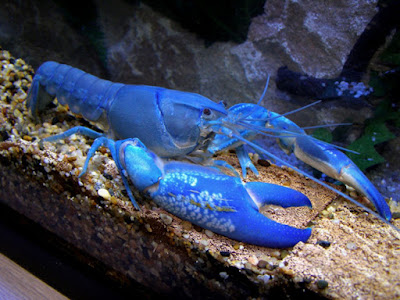 Lobster Hias atau Crayfish