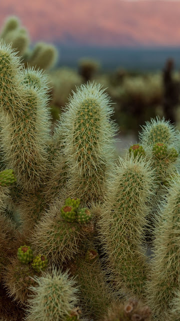Desert Cactus, HD Wallpapers, Images, Backgrounds, Photos and Images
