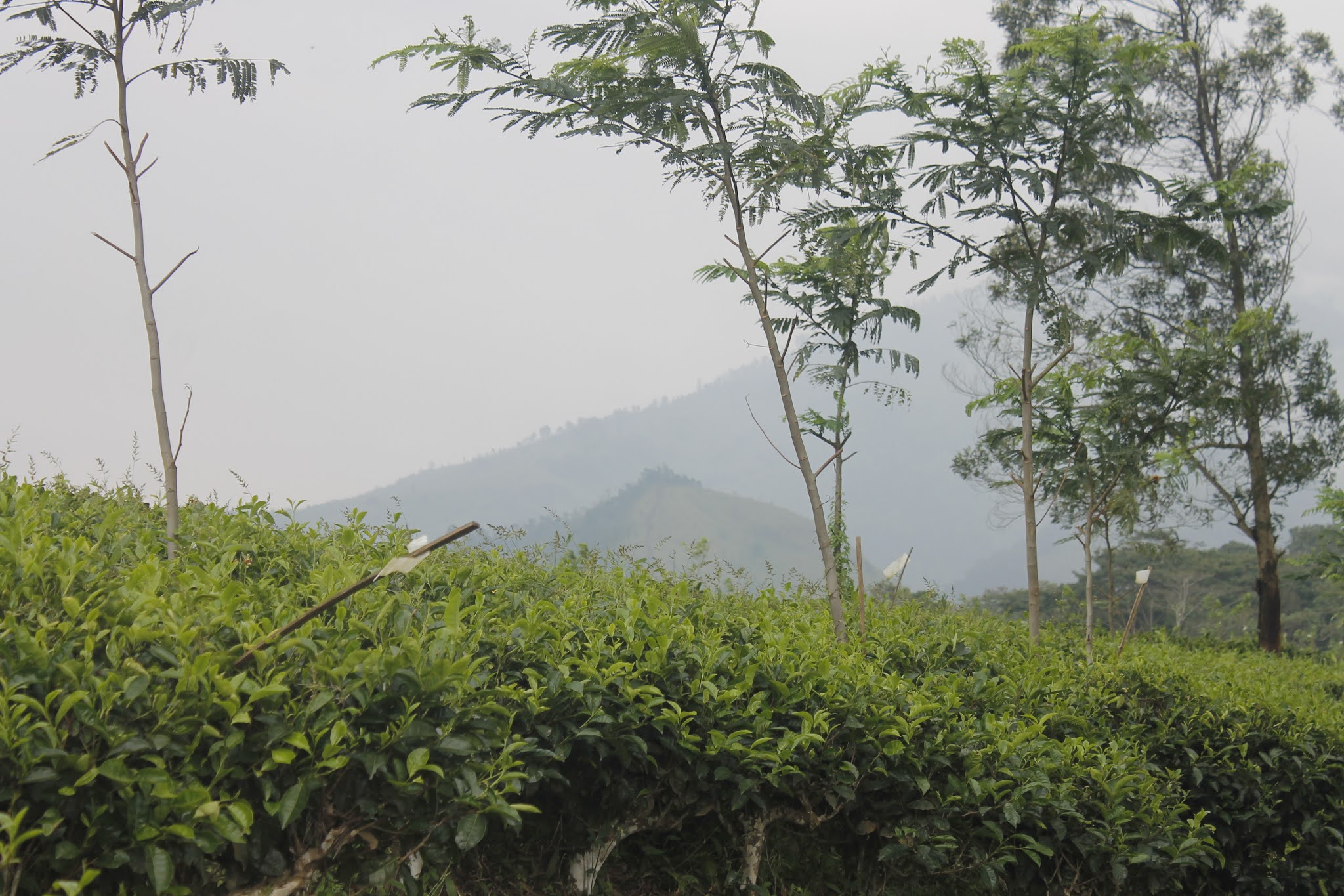 Kebun Teh Wonosari.