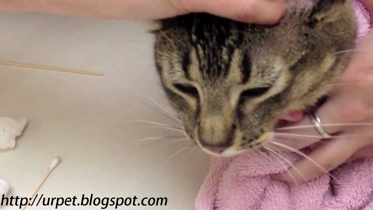 home remedies for pets ear infections urPET