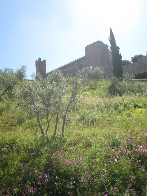 View on cypress and olive trees and Montalcino's fortress