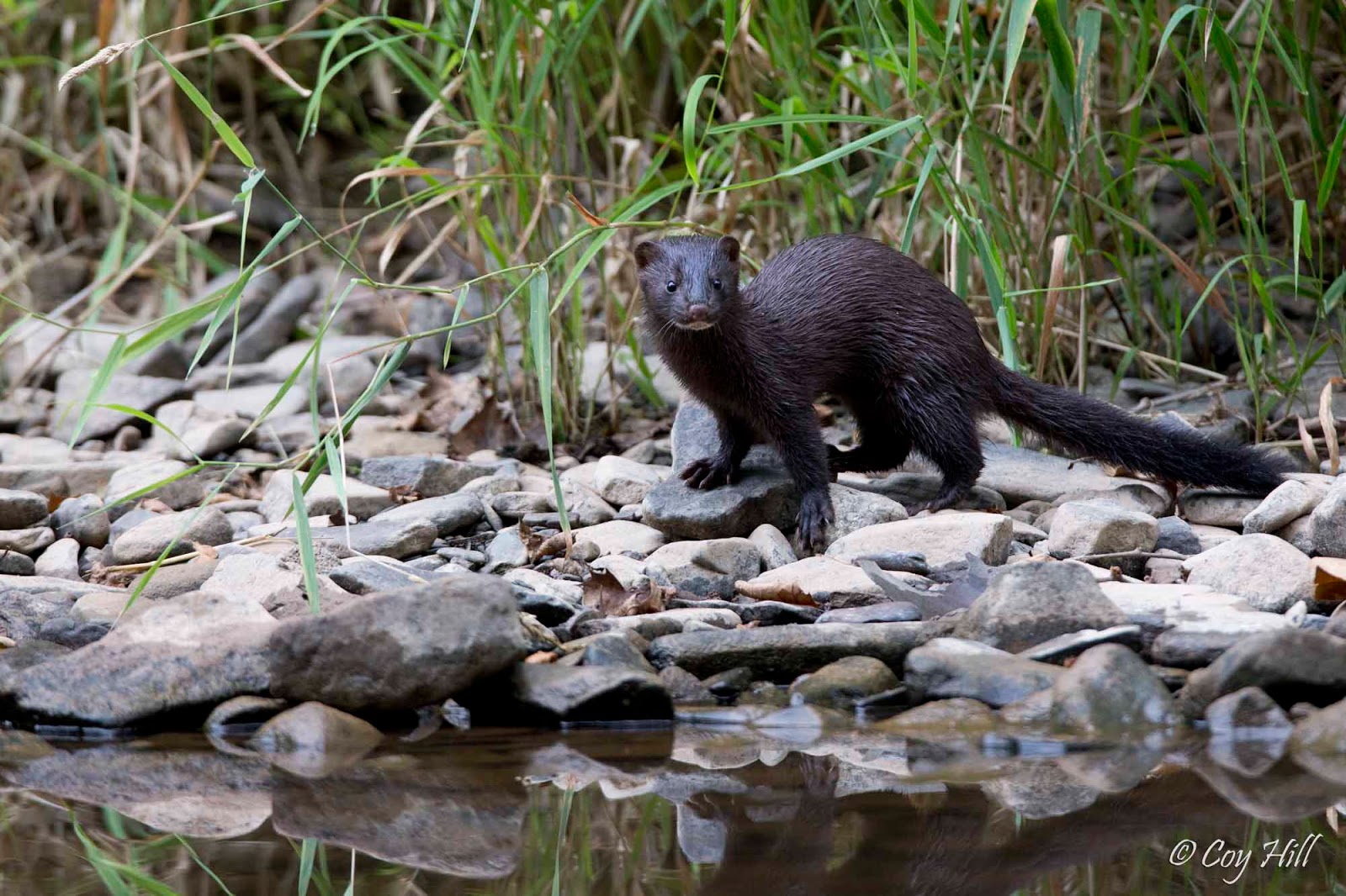 Country Captures Mink A Stream Sitting Surprise
