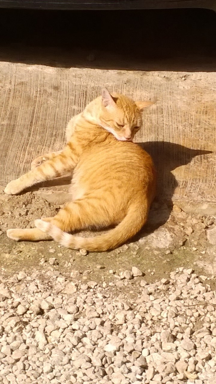Viejo gato color de caramelo