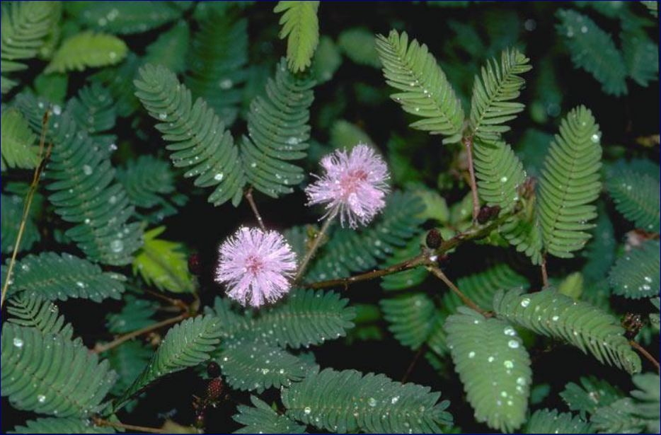 Mengenal Tanaman Putri Malu Mimosa Pudica Tumbuhan Dengan Daun Sensitif Flora Dirgantara