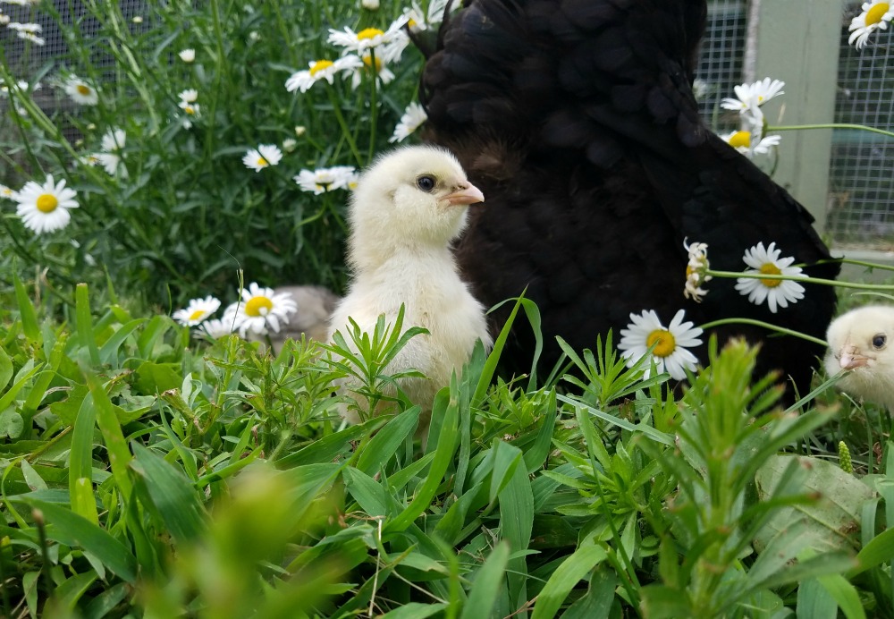 Five Ways to Encourage a Hen to go Broody Fresh Eggs Daily® with Lisa