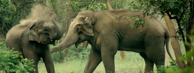 Elephants at Nagarhole National Park