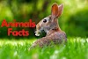 200 Facts About Animals in Hindi
