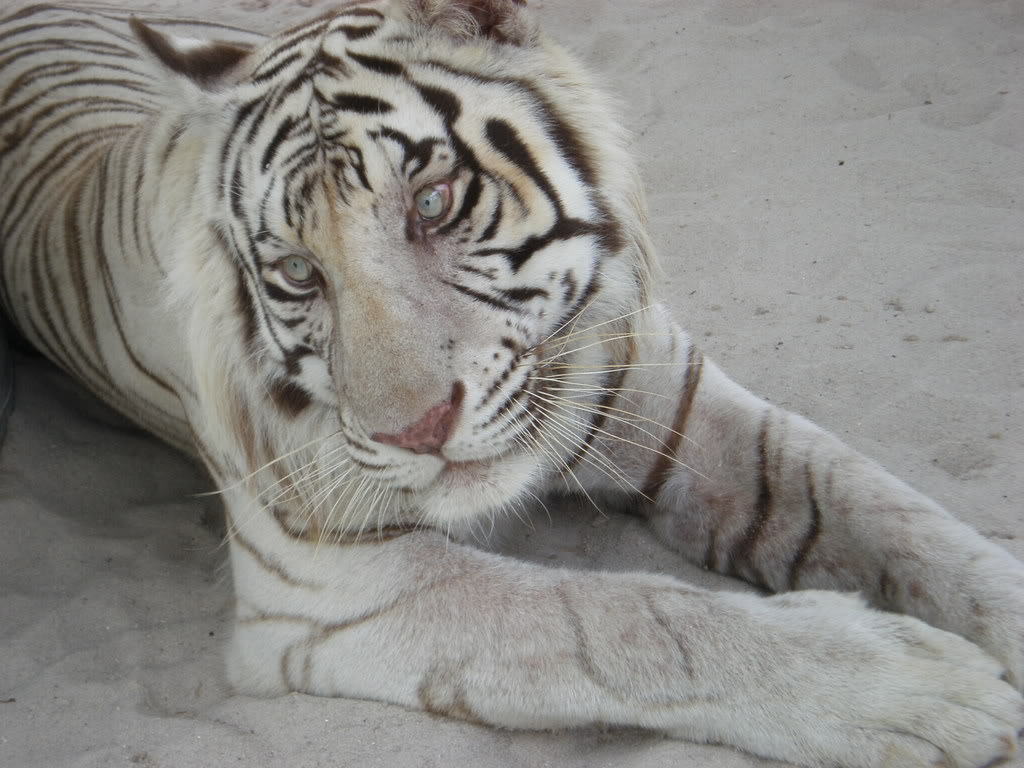 Бенгальские тигры пенза. Бенгальский тигр 1959. «Белый вариант» бенгальского тигра. Мимика бенгальского тигра. Бенгальский тигр со шрамом.