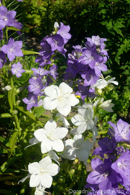 Dzwonek brzoskwiniolistny Campanula persicifolia