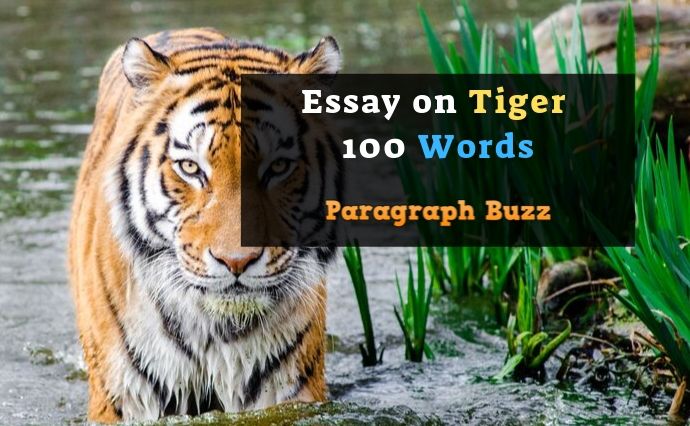 essay on tiger hundred words