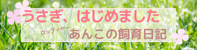 うさぎ、はじめました～ロップイヤーあんこの飼育日記