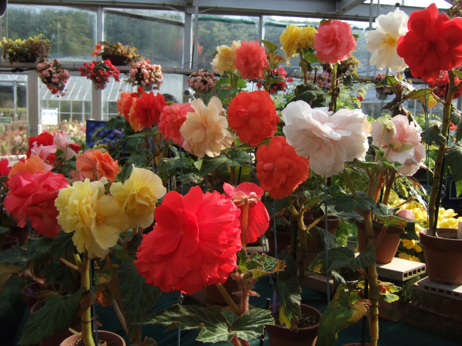 愛花精選 秋涼就愛上 球根海棠 新進品種大公開 園藝部落格 Igarden 花寶愛花園園藝文摘plus
