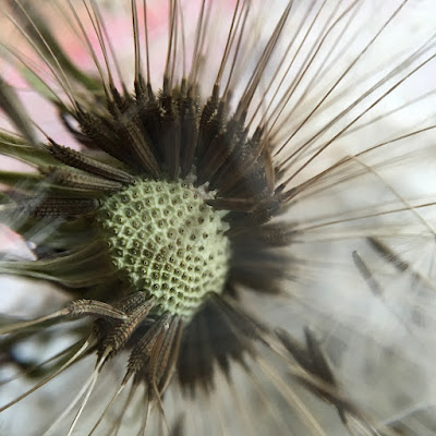 Dandelion clock seeds, taken with iPhone 6s and Olloclip macro lens