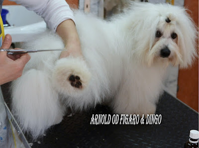 cotton_de_tulear