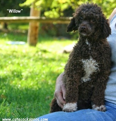 Cute Cockapoos 1 Question What Color Will Our Next Litter Be