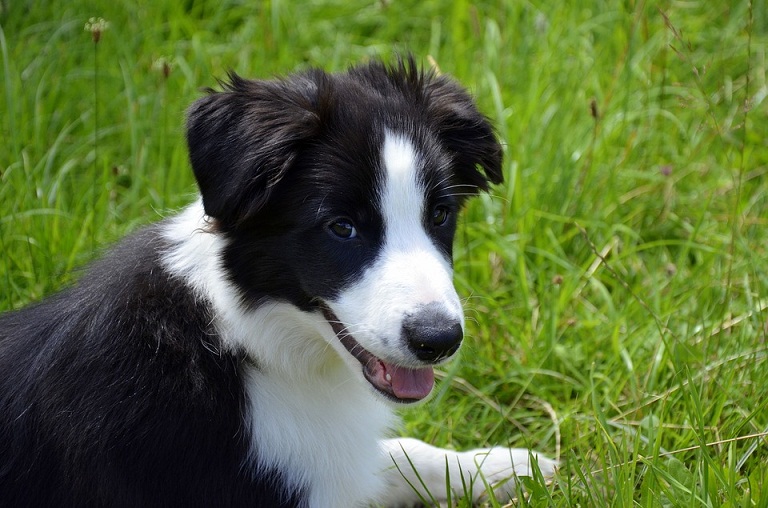 Ini Penyebab Anjing Menjadi Hewan yang Sangat Setia Pada Pemiliknya Ini Penyebab Anjing Menjadi Hewan yang Sangat Setia Pada Pemiliknya, naviri.org, Naviri Magazine, naviri majalah, naviri