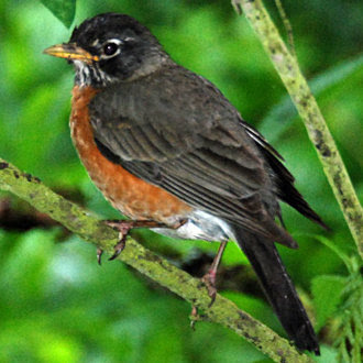 Northwest Conifer Connections: Bird Calls