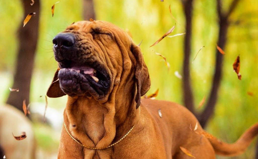 Niesen bei Hunden ist das normal?