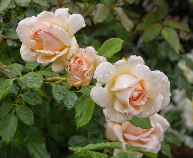 Organic Garden Dreams: April Roses