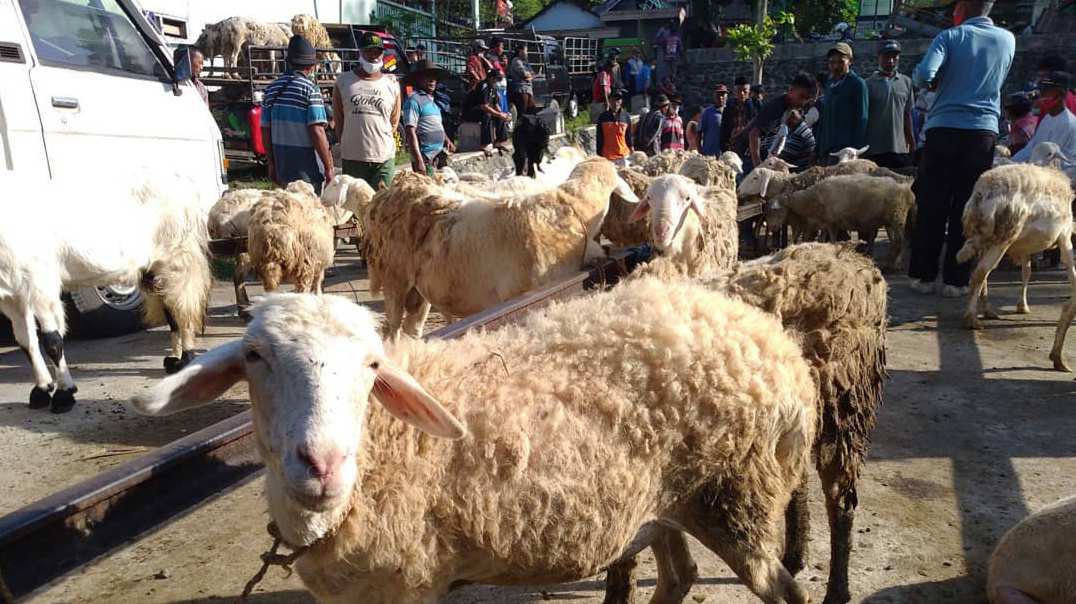 Penyembelihan Hewan dan Pembagian Daging Kurban Idhul Adha di Trenggalek Pastikan Sesuai Prokes
