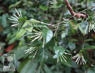 ต้นกัลละกะฮ่อม (ดอกหนวดแมว, เข็มขาว) Ixora-bracteolata