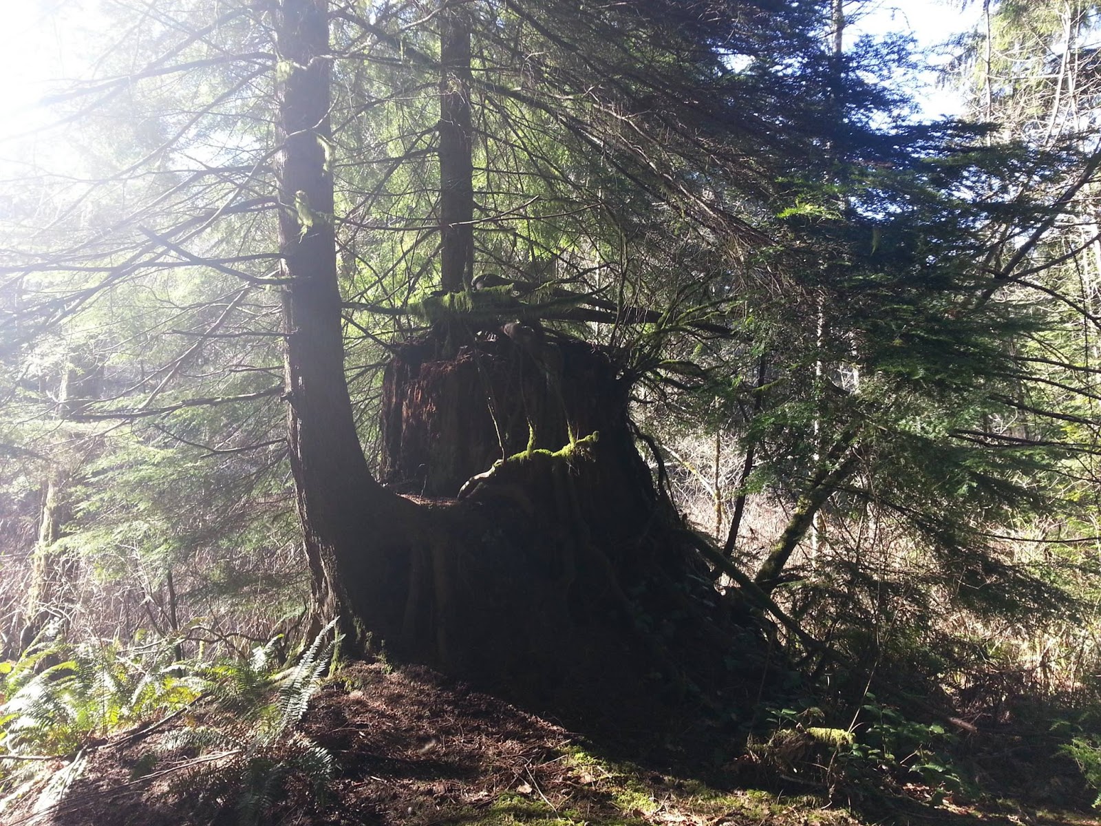 The Robert Moss BLOG The cry of the trees