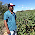 Pequenos produtores do Sudoeste da Bahia avançam na colheita do algodão