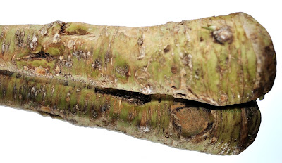 Meerrettich (Armoracia rusticana)
