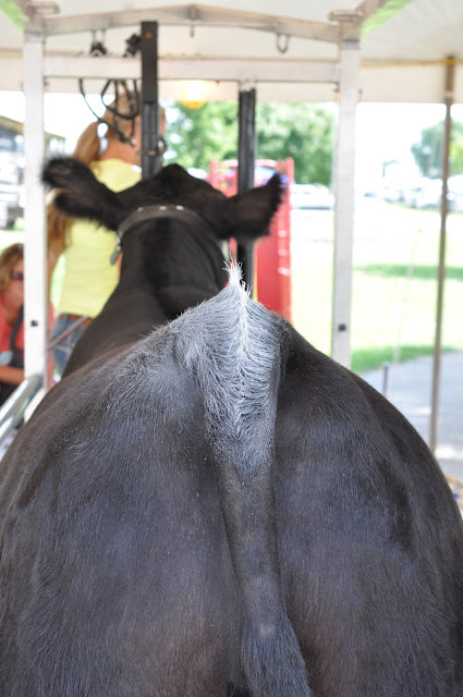 How Do We Prep Our Calves for the County Fair 