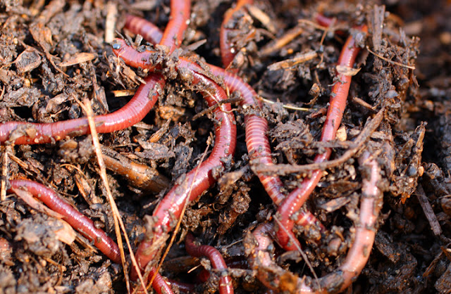 Worms%2Bfor%2Bworm%2Bfarms.jpg