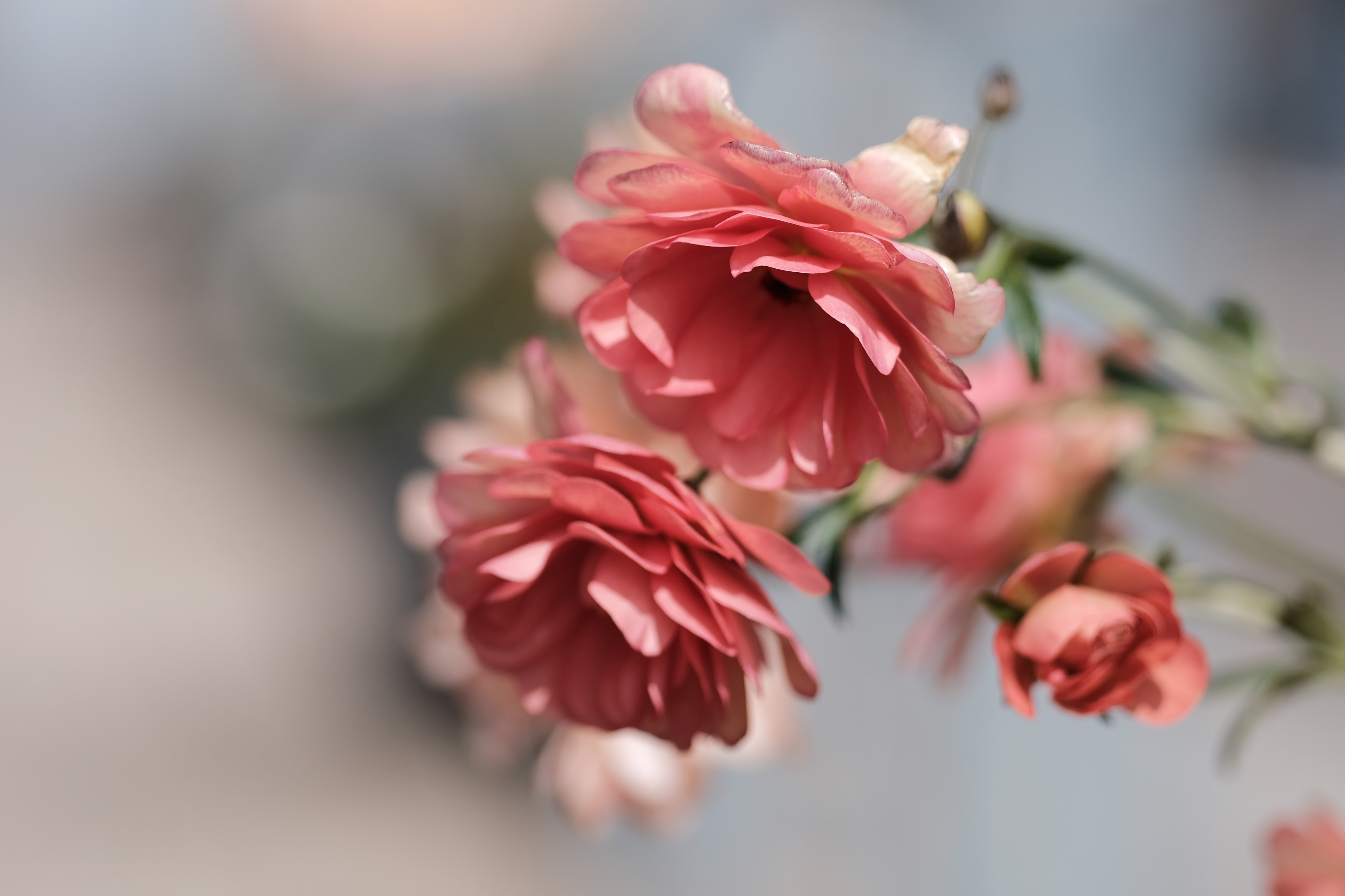 DSCF1115.JPG