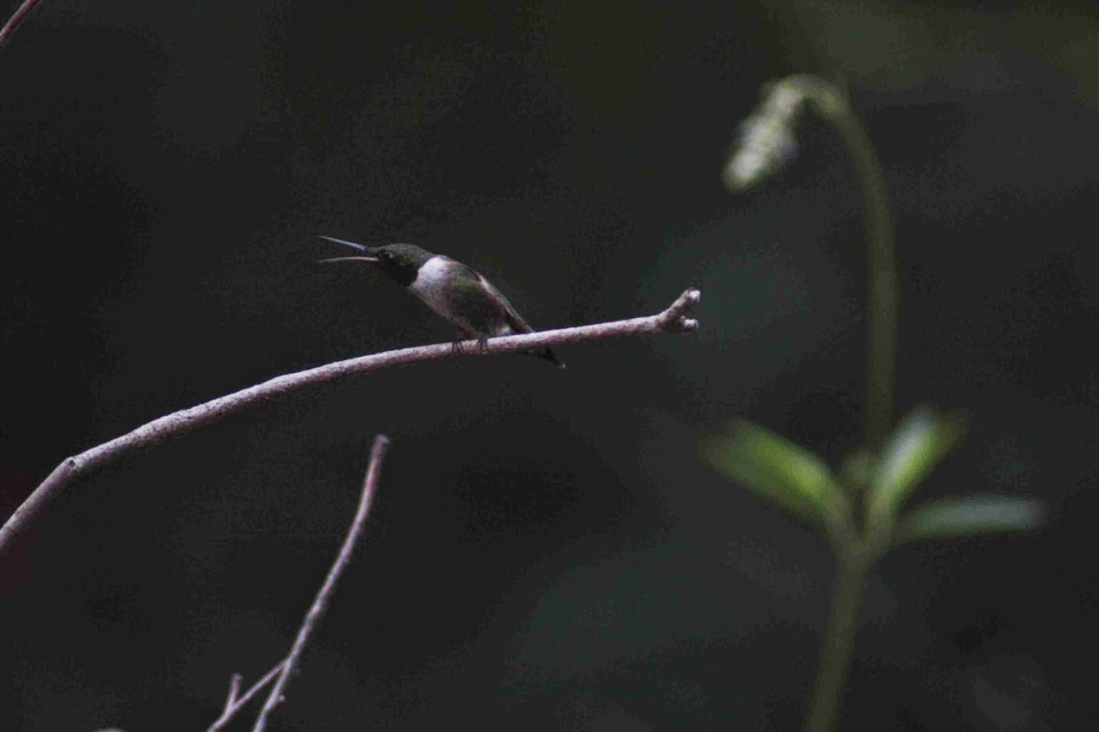 The Baiting Hollow Hummingbird Sanctuary Please print your name at top