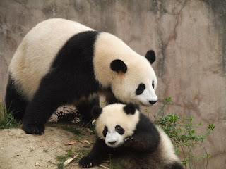 dev panda yavrusu