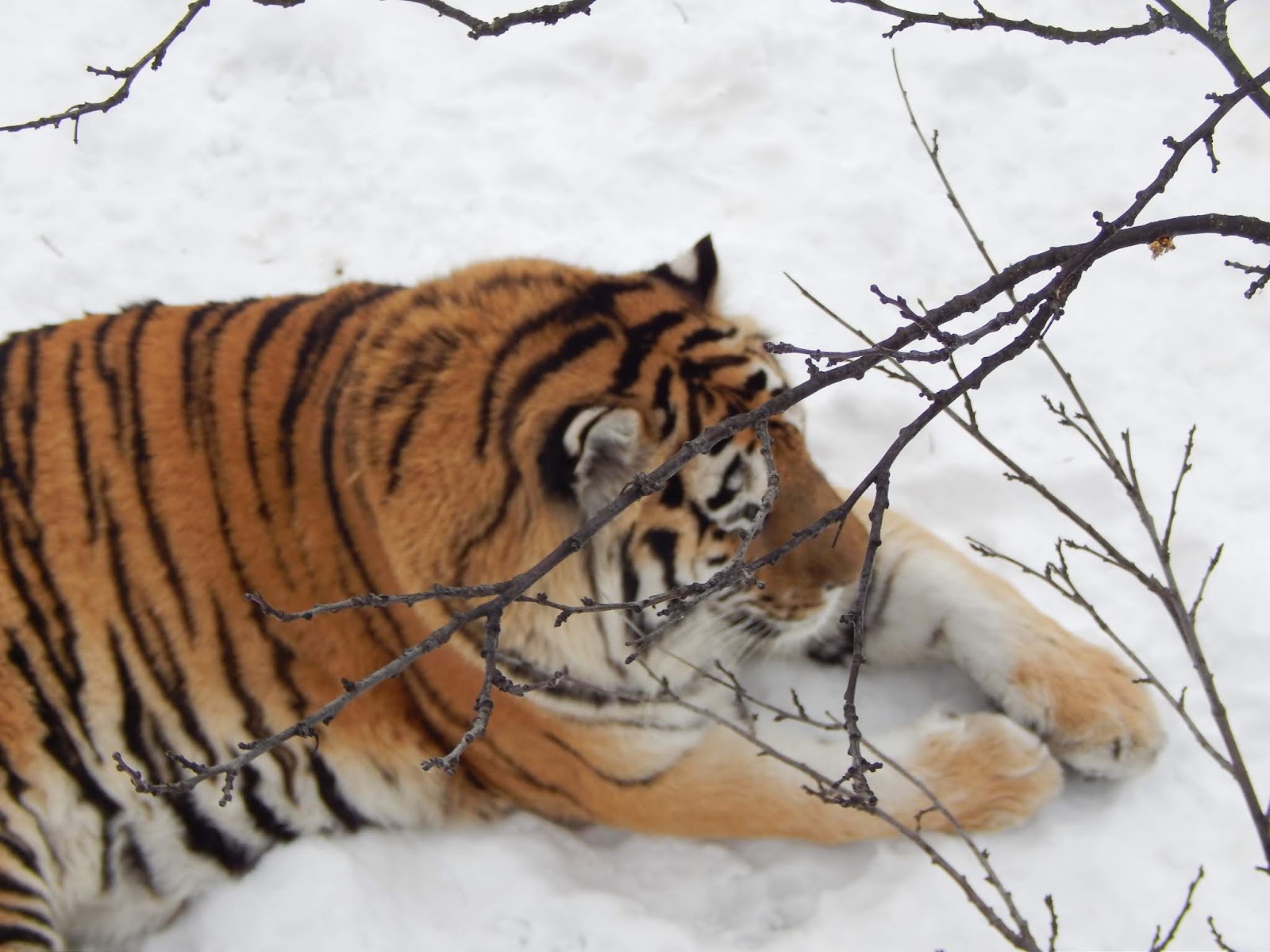 амурский (уссурийский) тигр. амурский тигр тигрица с тигрятами. золотой амурский тигр. амурский тигр. дипломатия амурских тигров.