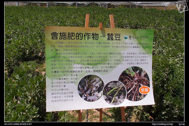 2013-03-23 梅峰農場 春之饗宴 台大森林實驗林_蠶豆...我還是第一次看到呢！