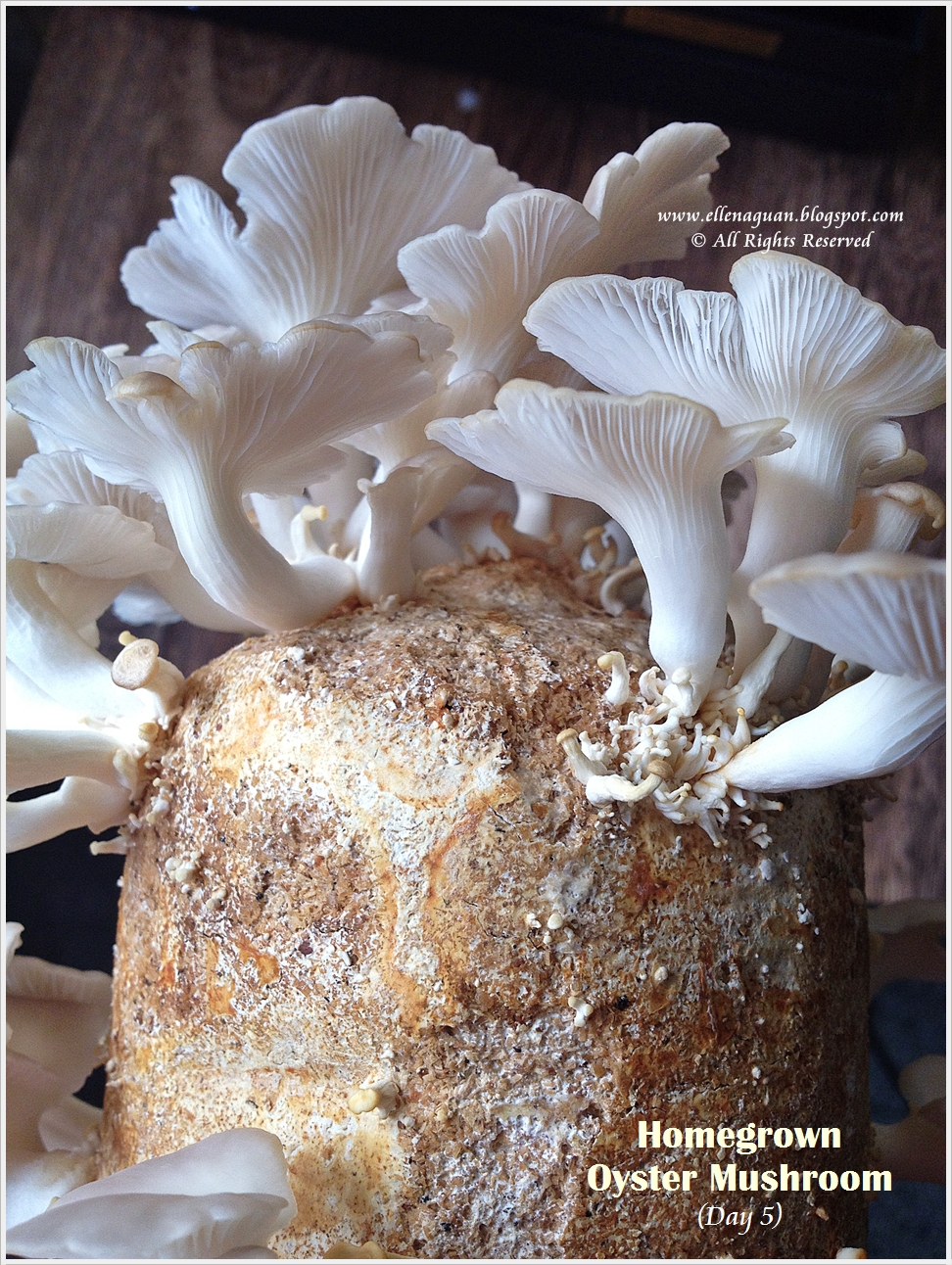 Home Grown Oyster Mushroom