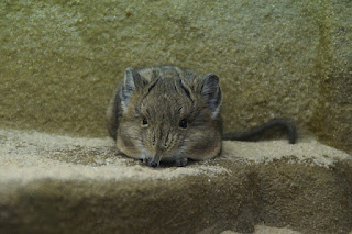 Smallest Animals Facts You Never Know This Smallest Animals Facts