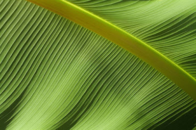 Patern dan manis daun motif garis hijau