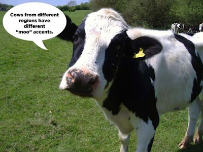 animal facts, amazing animal facts, facts about animals, cows from different regions have different moo accents