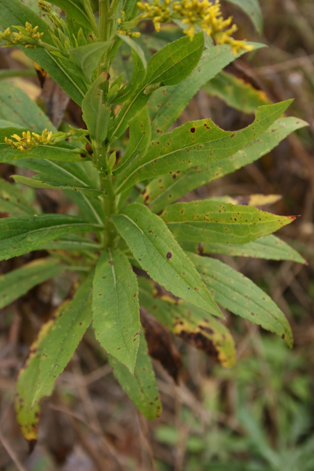 Native Florida Wildflowers Canada Goldenrod Solidago canadensis