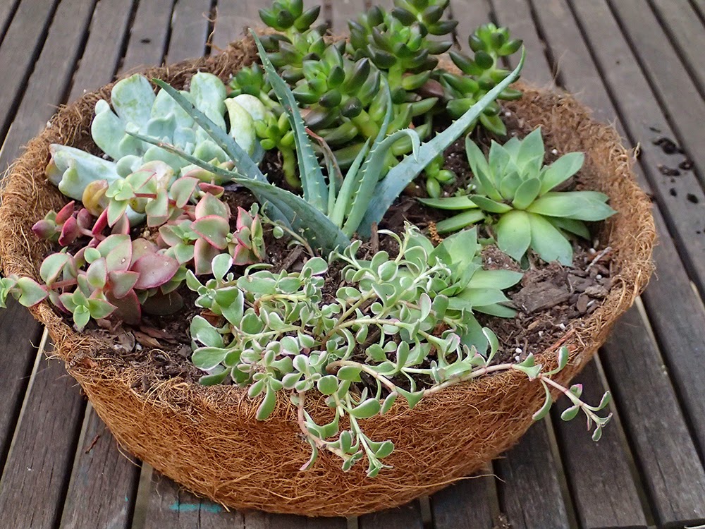 Carrie Fitzwater Designs Blog Vintage hanging basket for succulents