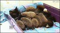 Amazing Cat GIF • Rare interspecies behavior • Adorable maternal instinct • Mama Cat becomes wet-nurse to 8 baby hedgehogs!