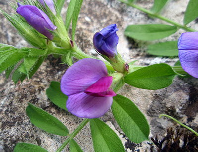 Flores moradas y púrpura de la arveja (Vicia sepium)