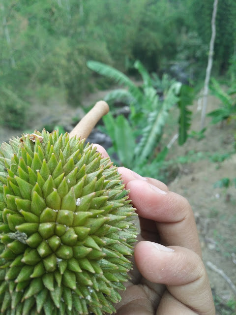 IMG20191124134639 Wisata Alam Watu Gepit Malang