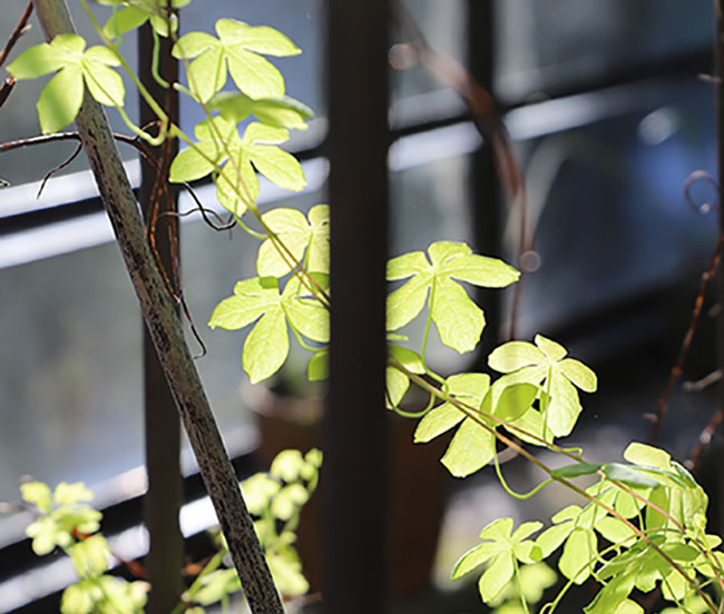 Winter Gardening Ramps Up - Book Reviews Pour In Winter Gardening Ramps Up - Book Reviews Pour In