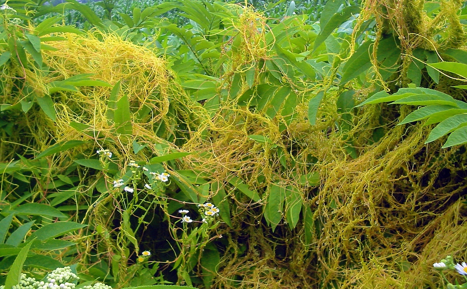 Interaksi Organisme dalam Ekosistem : Hubungan Netral, Kompetisi