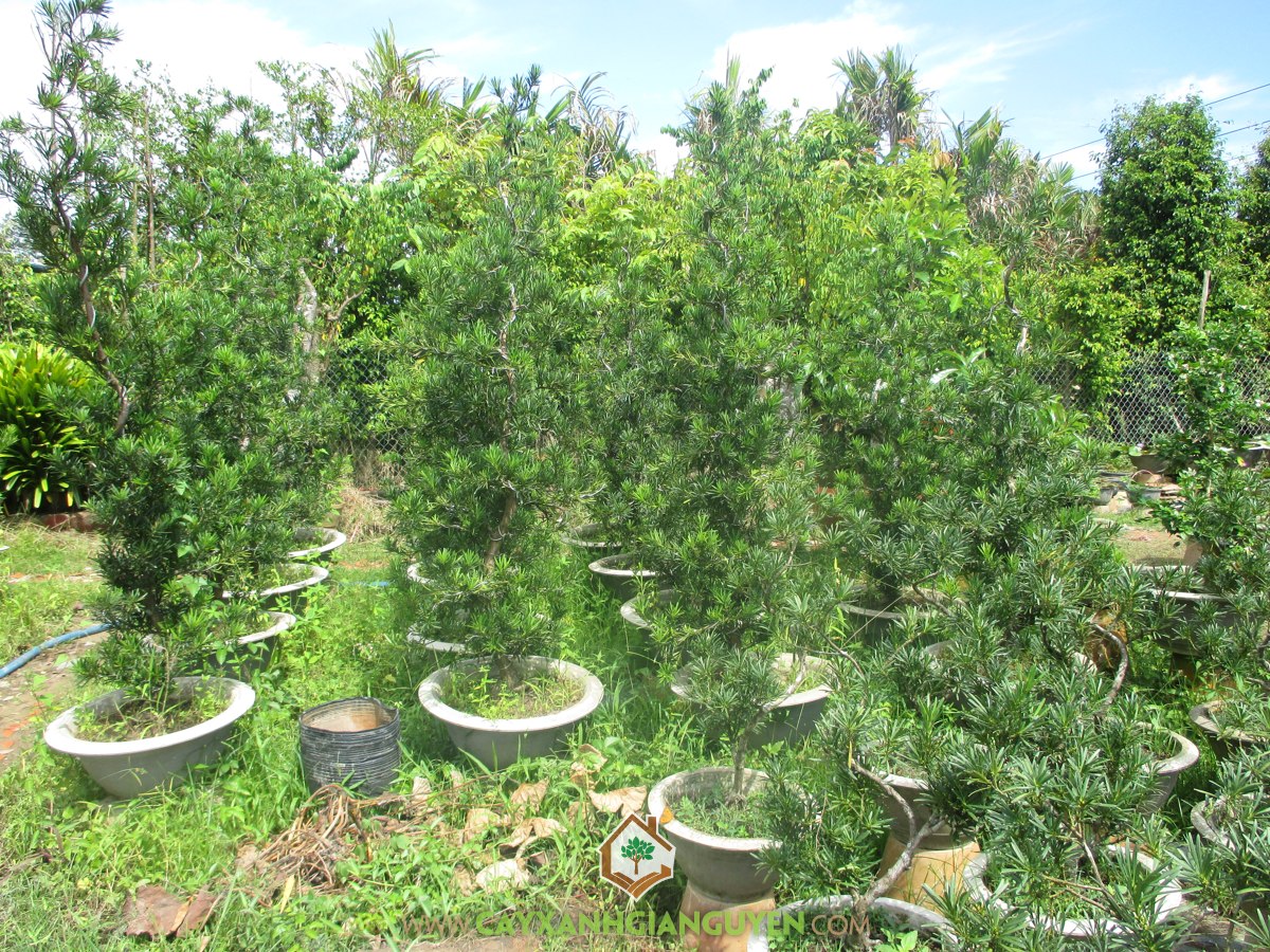 Cây Tùng La Hán: Hình ảnh