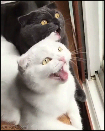Funny Cat GIF • 2 funny cats, white and blue, chirping at birds in sync. So cute kitties. Funny Cat GIF • 2 funny cats, white and blue, chirping at birds in sync. So cute kitties.