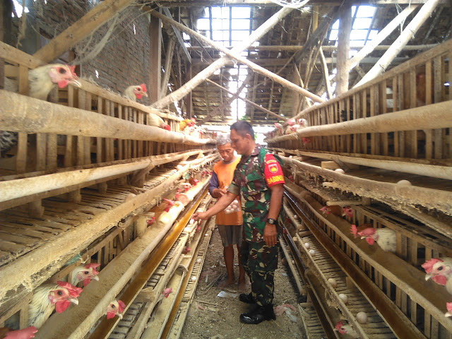 Babinsa Cawas Sambangi dengan Peternak Ayam Arab Petelur di wilayahnya